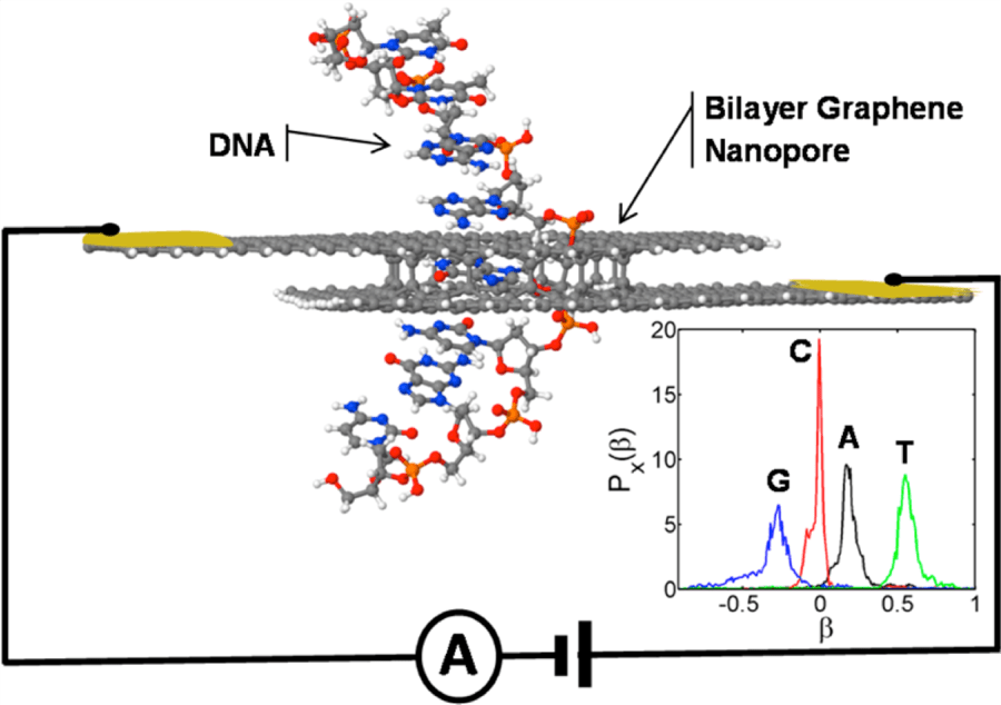 Esquemas de un dispositivo de nanoporos de grafeno-bicapa diseñado para la secuenciación de ADN. Cada nucleobase bloquea el poro de manera diferente mientras lo transloca. Esta compuerta modifica la corriente que atraviesa la bicapa. Encontramos que el efecto de activación es lo suficientemente fuerte como para permitir la identificación inequívoca de cada nucleobase como se muestra en el recuadro.