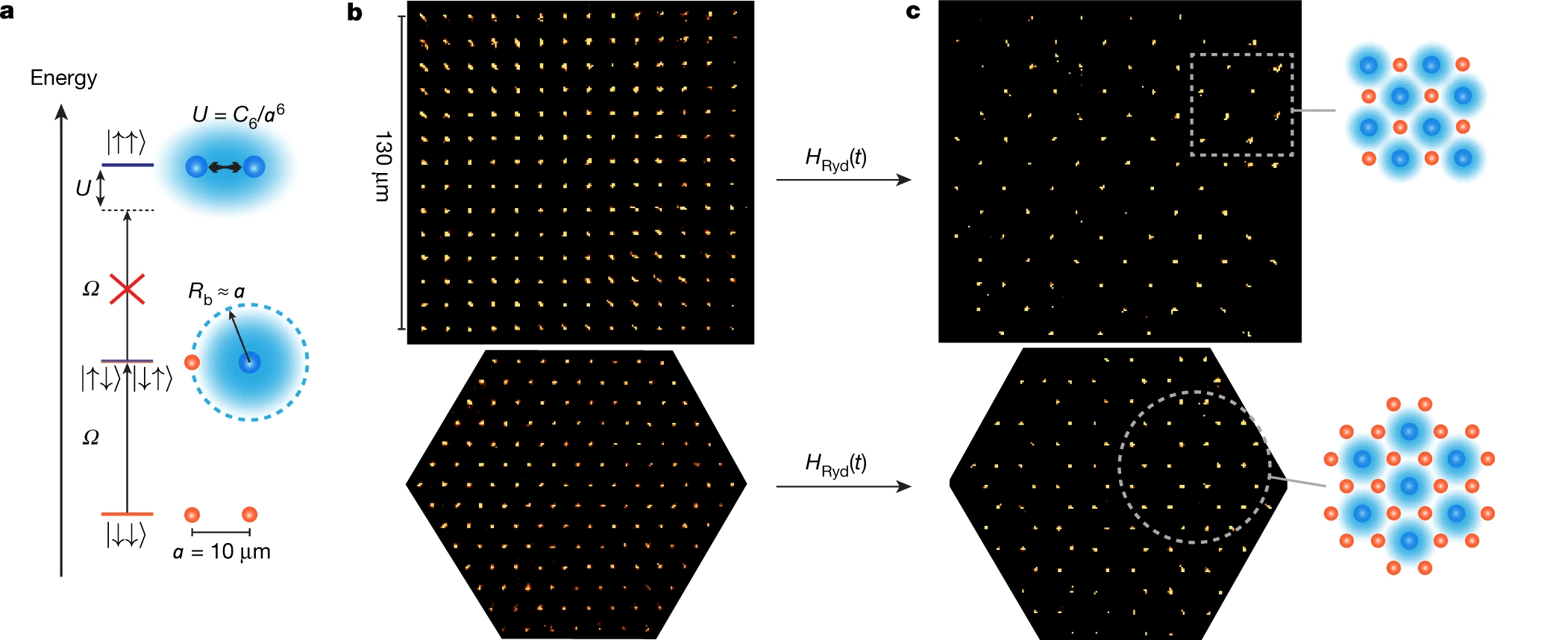 Emergence of antiferromagnetic ordering from the Rydberg blockade in square and triangular arrays