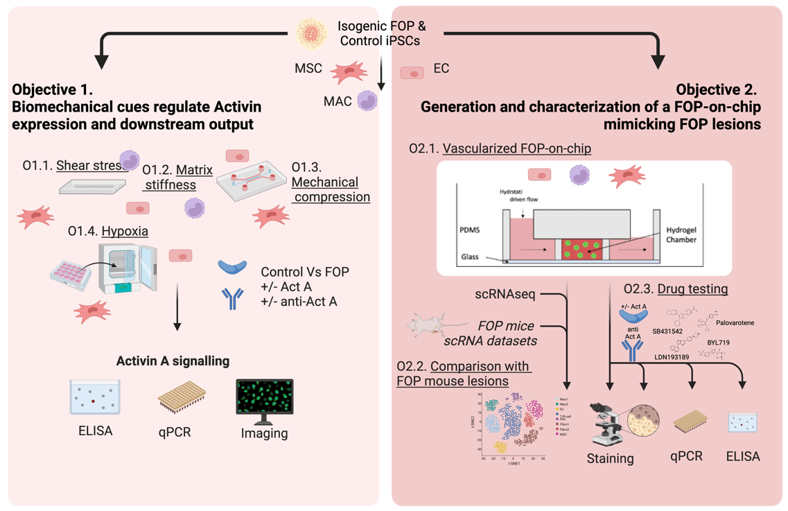 graphical abstract MACHINA