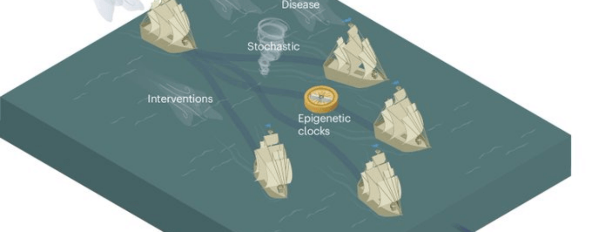 Epigenetic clocks (1)