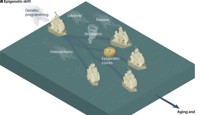 Epigenetic clocks (1)